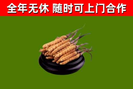 平果烟酒回收冬虫夏草.jpg